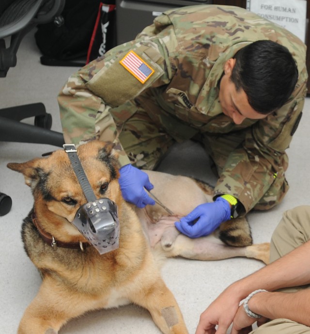 VMCE helps injured MWD get back on his feet