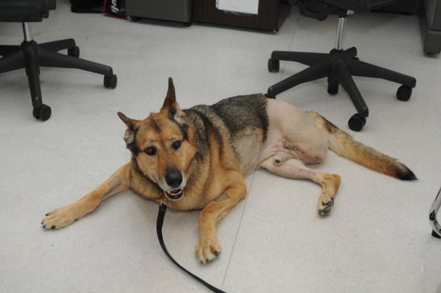 VMCE helps injured MWD get back on his feet