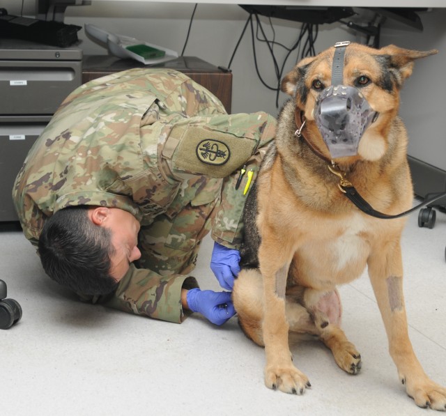 VMCE helps injured MWD get back on his feet