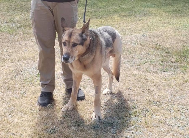 VMCE helps injured MWD get back on his feet