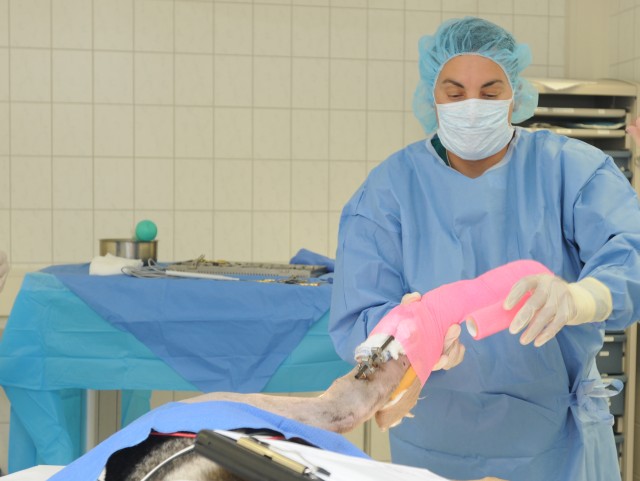VMCE helps injured MWD get back on his feet
