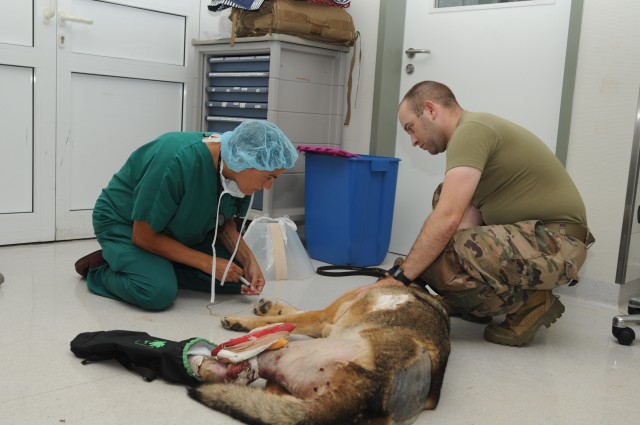 VMCE helps injured MWD get back on his feet