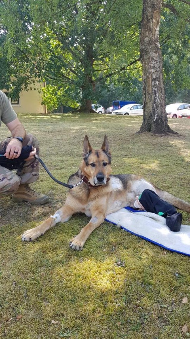 VMCE helps injured MWD get back on his feet