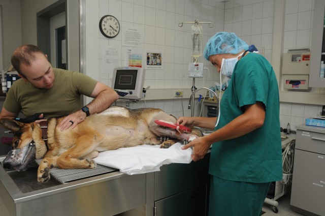 VMCE helps injured MWD get back on his feet