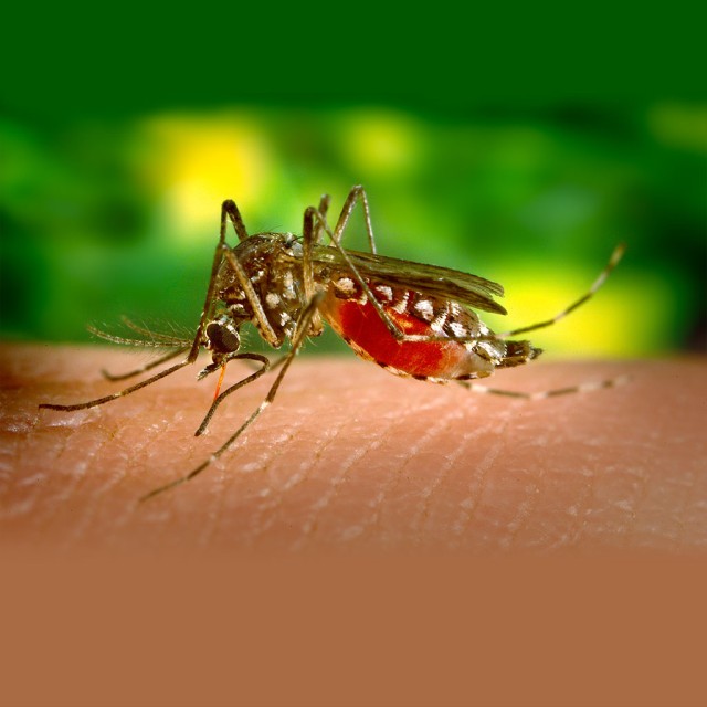 Officials warn of increased risk of West Nile Virus in Northern Italy