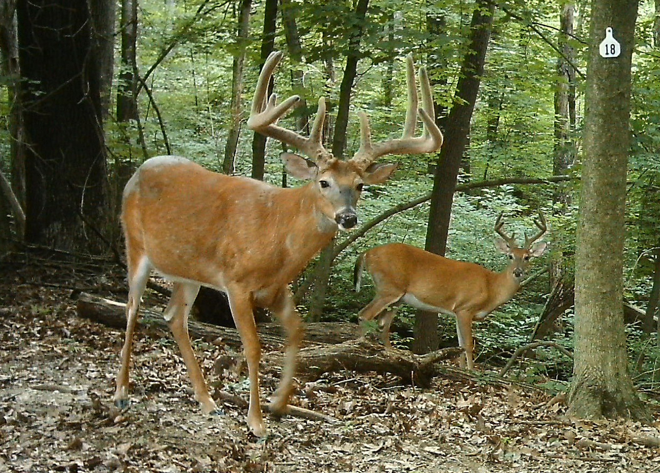 what states allow dogs for deer hunting