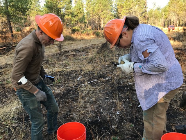 Ponderosa pine seed harvesting