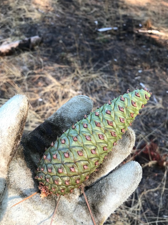 Ponderosa pine seed harvesting