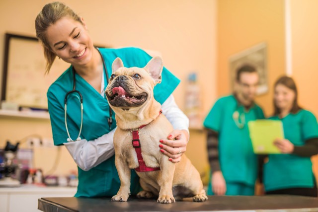 Five things you should know about rabies