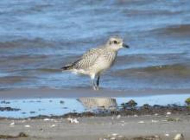 Federally endangered piping plover visits the Braddock Bay ecosystem restoration project