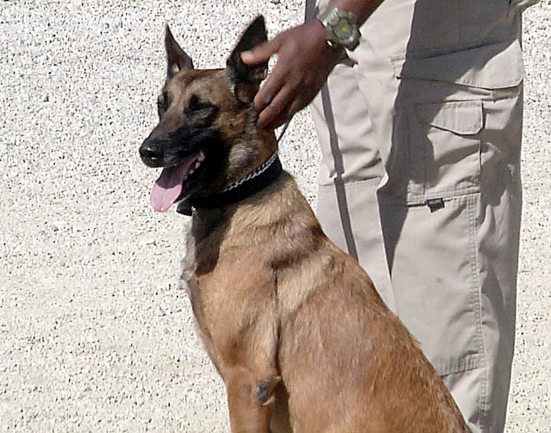 Dogs Noses Key To Security Regarding Detection Of Explosives In Afghanistan Article The United States Army