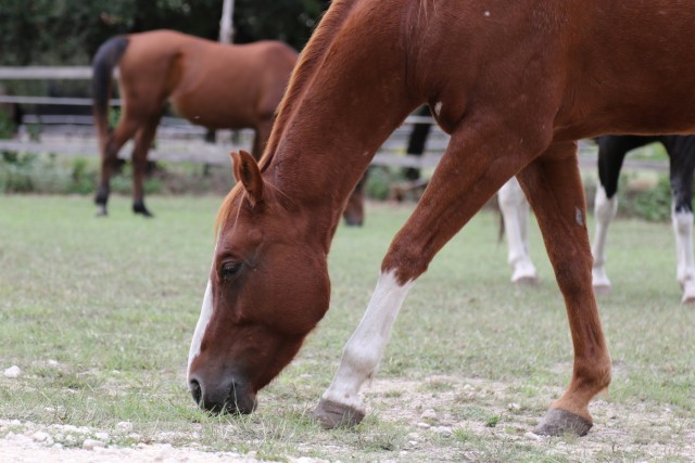 Reconnection through horses