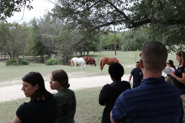Horse behavior