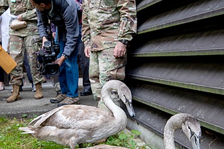 born swan boot