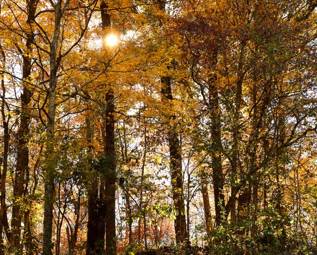 Fall has arrived