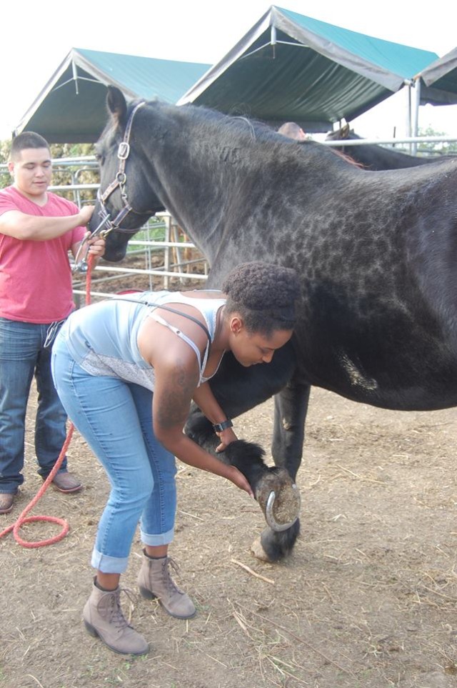 PHA-I animal care specialists brush up on skills