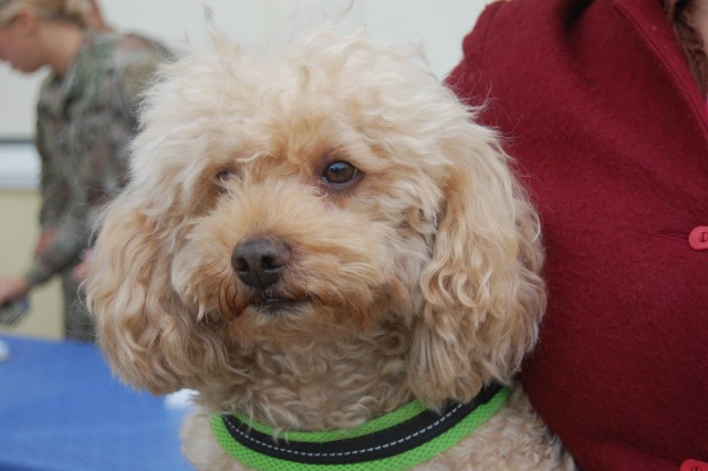 New Veterinary Treatment Facility opens on Caserma Ederle