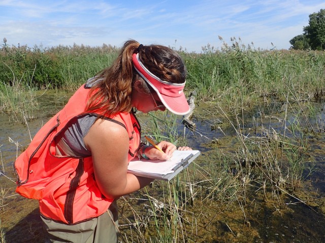 Port Clinton Ecological Restoration: Another Success for GLRI