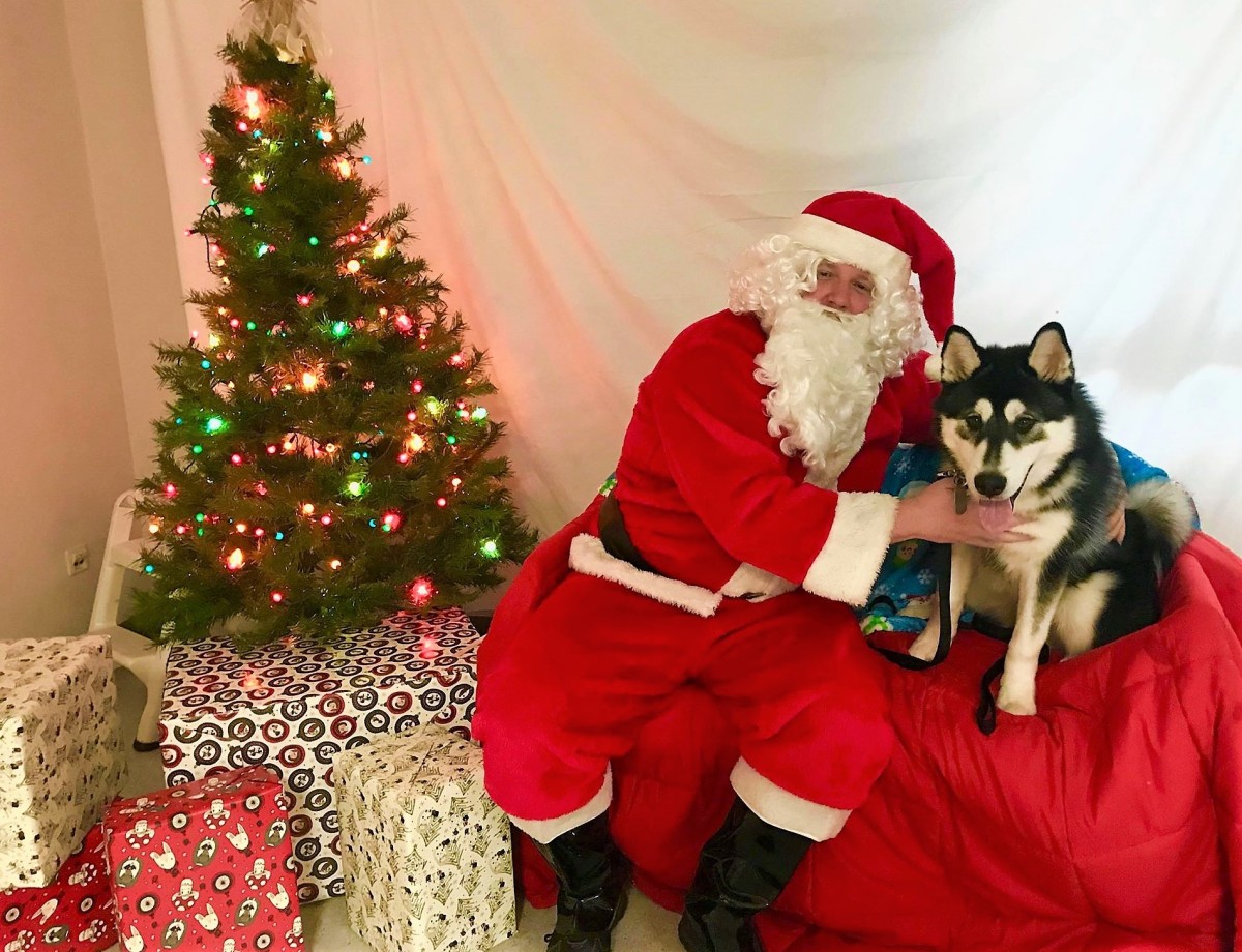 Christmas has gone to the pets at Veterinary Medical Center Europe ...