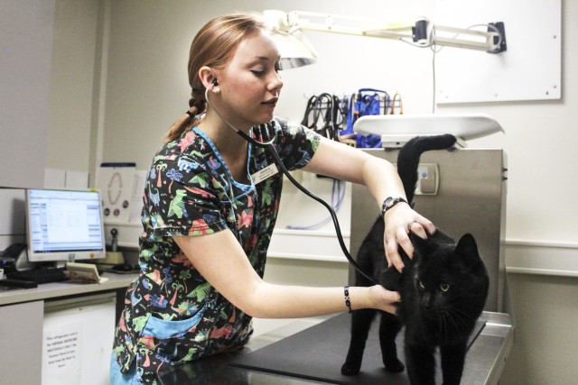 Animal Health Assistant Jessica DeShazo listening to the heartbeat of a domestic shorthair cat named King.