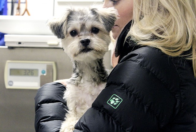Oso, a maltese mix, is being held by its owner.