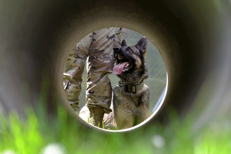 A U.S. Soldier conducts exercise and obedience training with a Military Working Dog at Boeblingen Local Training Area, Germany, April 24 2018.