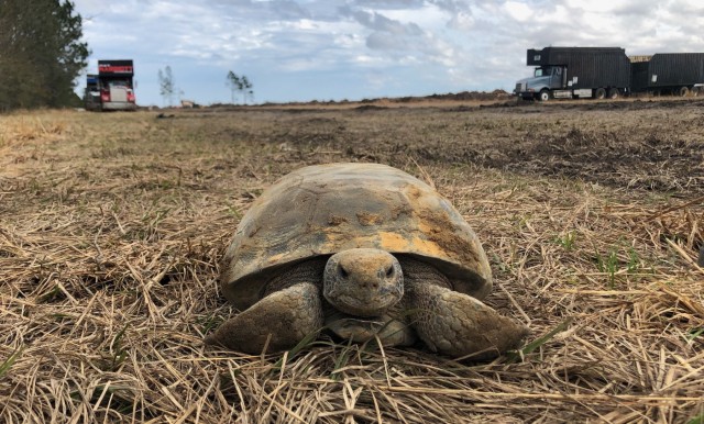 Corps team protects threatened species