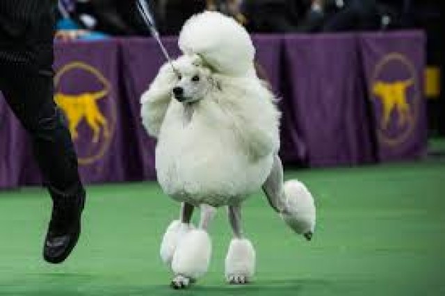 International Dog Show