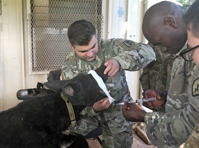 Schofield Barracks Medical Simulation Training Center offers canine first aid training