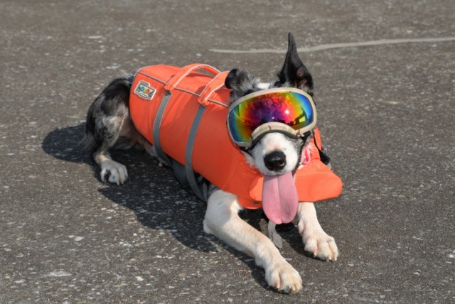 Army researcher uses military techniques to train dogs