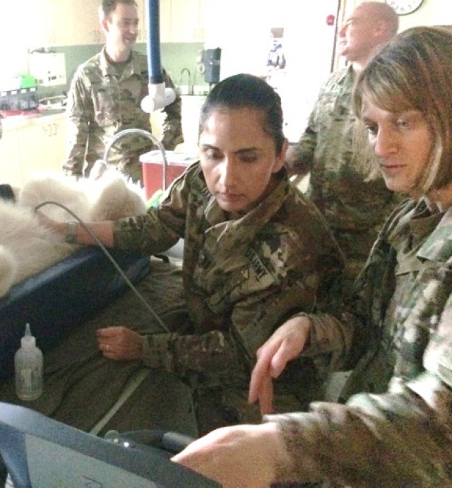 Canine Tactical Combat Casualty Care training
