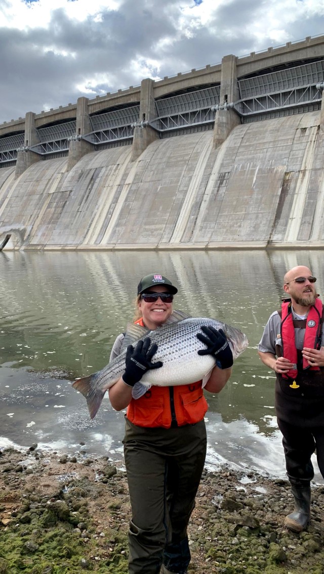 Potential record-size fish transferred as John Martin stilling basin is cleaned out for first time in 70 years