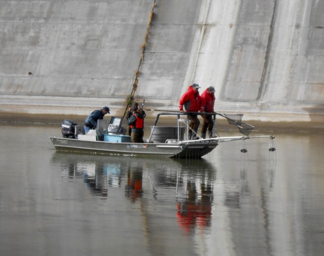 Potential record-size fish transferred as John Martin stilling basin is cleaned out for first time in 70 years