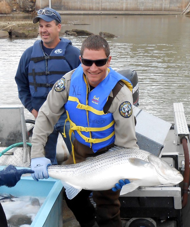 Potential record-size fish transferred as John Martin stilling basin is cleaned out for first time in 70 years