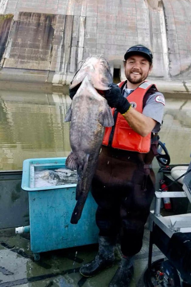 Potential record-size fish transferred as John Martin stilling basin is cleaned out for first time in 70 years