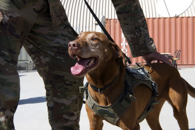 Army therapy dog visits maintenance Airmen