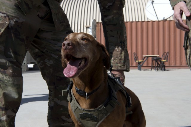 Army therapy dog visits maintenance Airmen