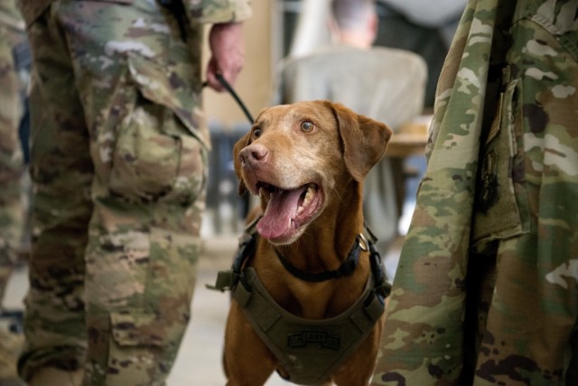 Army therapy dog visits maintenance Airmen