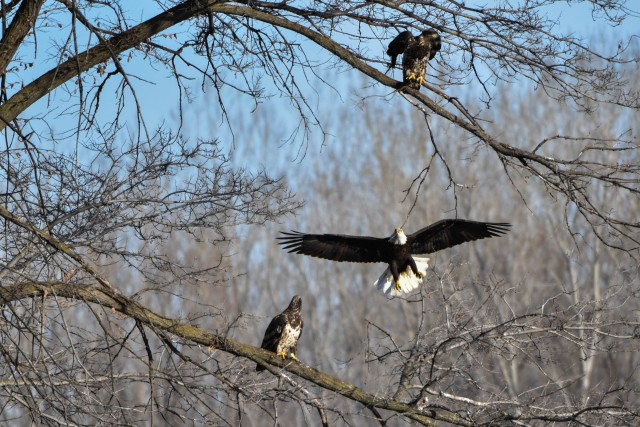 Bald eagles near record numbers around Fort Riley
