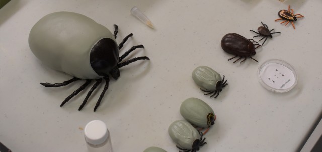 Ticks are common in high grass and bushes.
