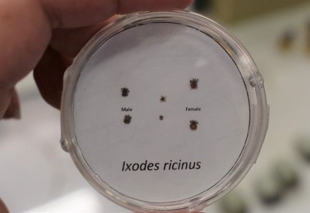 Ixodes ricinus, the castor bean tick, is a chiefly European species of hard-bodied tick.