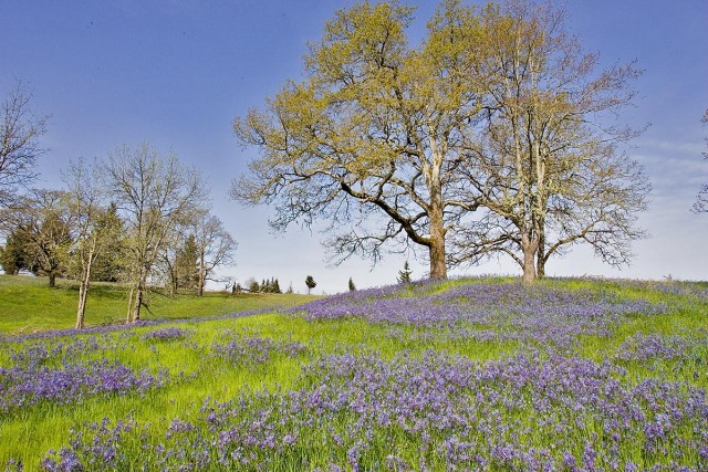 The important legacy of Earth Day