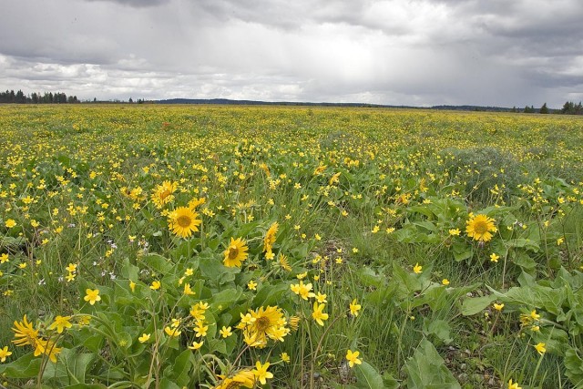 The important legacy of Earth Day