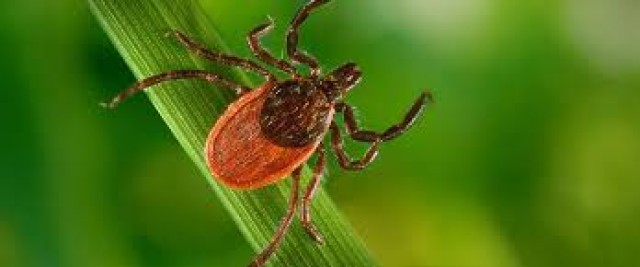 Anthropologist: Surveillance of new invasive tick yields no results in Kentucky -- yet