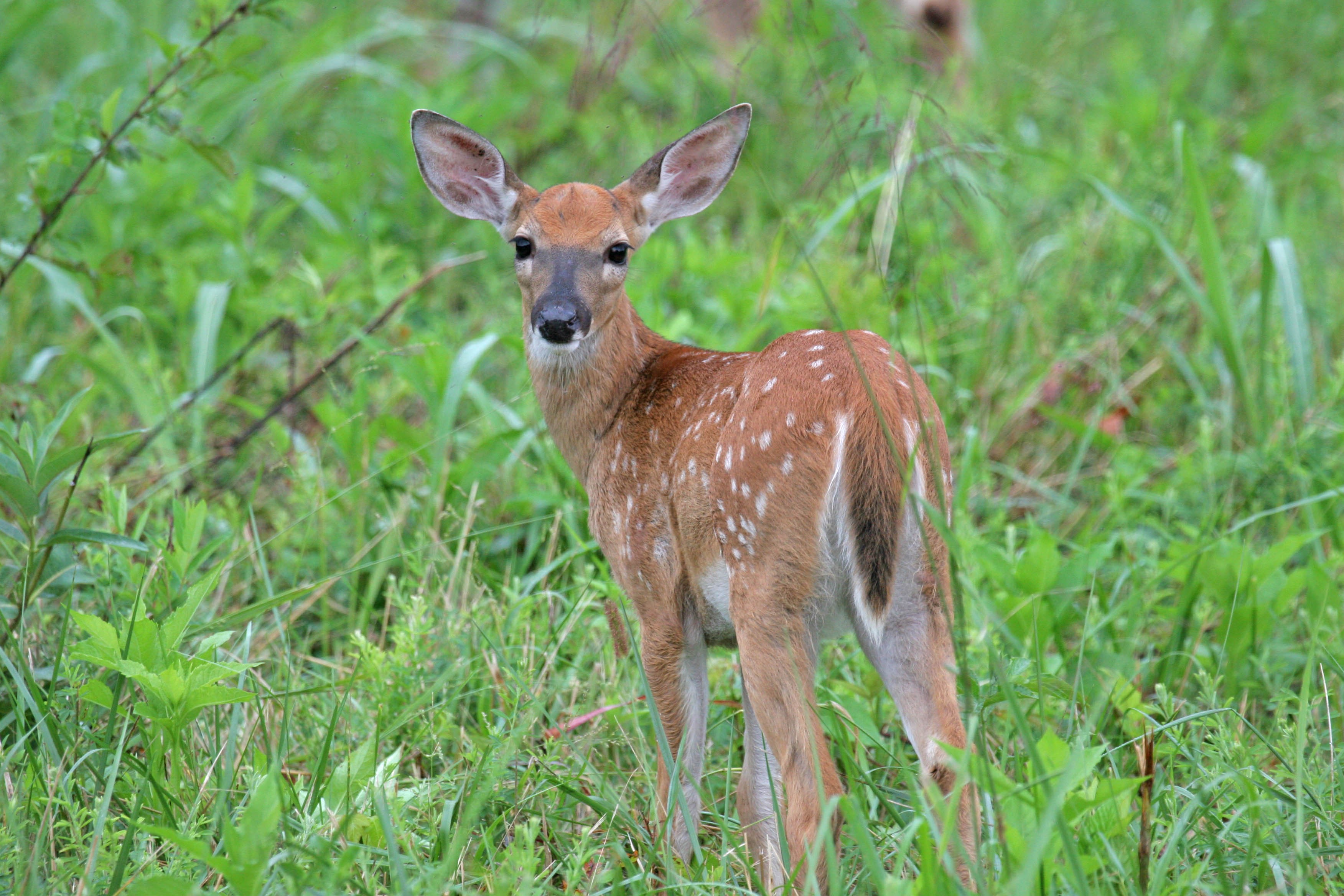 Animals are springing up: Be prepared | Article | The United States Army