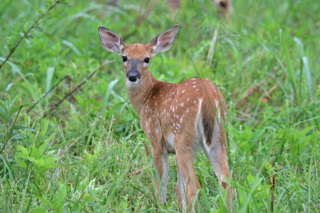 WILDLIFE2