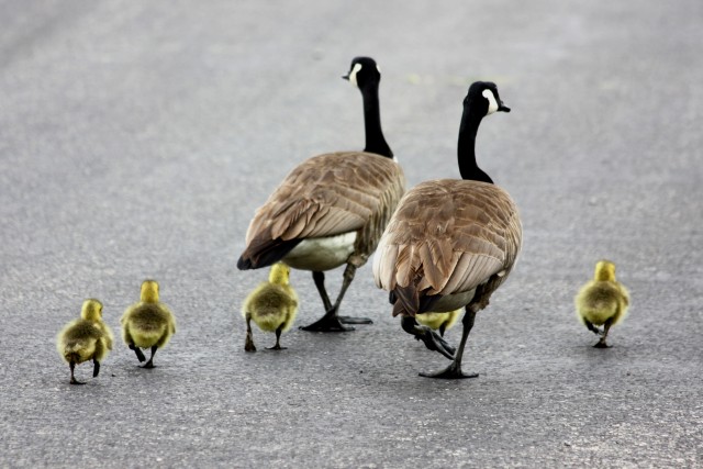 WILDLIFE3