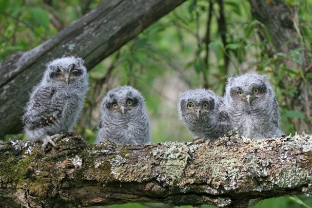 WILDLIFE4