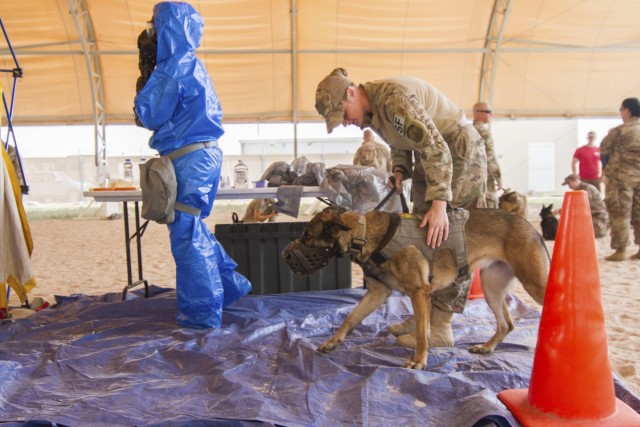 Military Working Dogs Conduct Decontamination Training in Kuwait