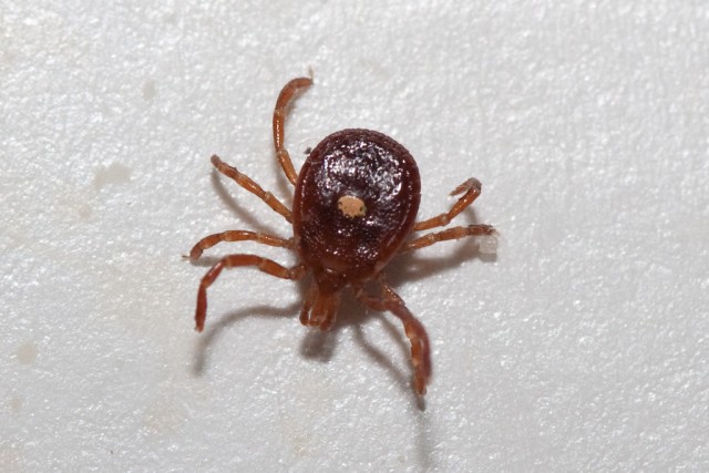Lone Star Tick